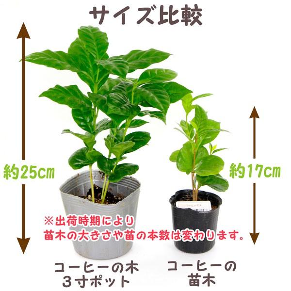 コーヒーの木 3寸ポット（全長約25cm） : FRESH ROASTER珈琲問屋