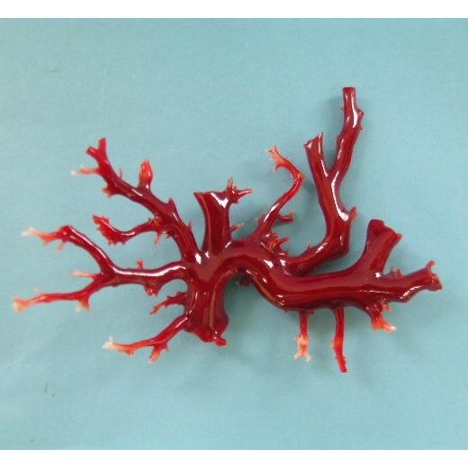 高知沖産血赤珊瑚の 拝見・原木・置き物 （艶出し加工済み）/飾り/置物