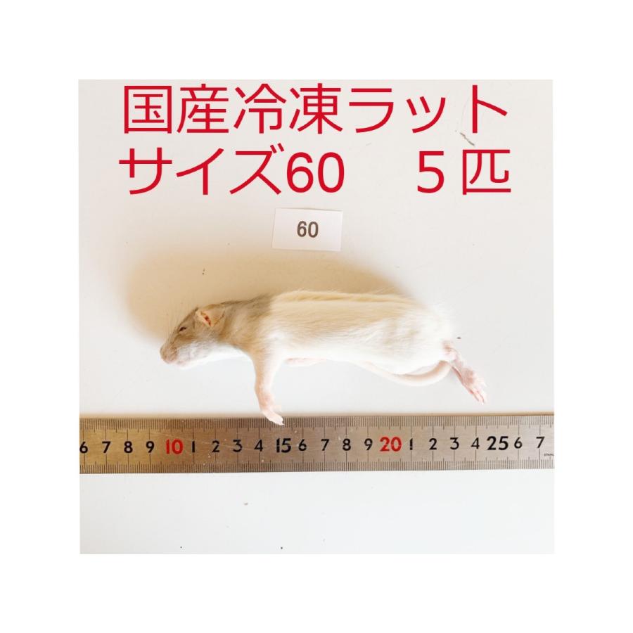 国産 冷凍ラット サイズ60 5匹 冷凍餌 : ショップザ・パーン - 通販