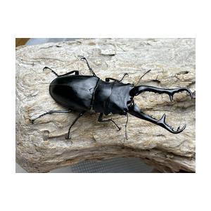 大型：♂111mm♀52.8mm】ギラファノコギリクワガタ【フローレス島