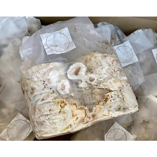 レイシ材 霊芝材 Lサイズ2本入り 安定の産卵実績・害虫雑菌なし・加水