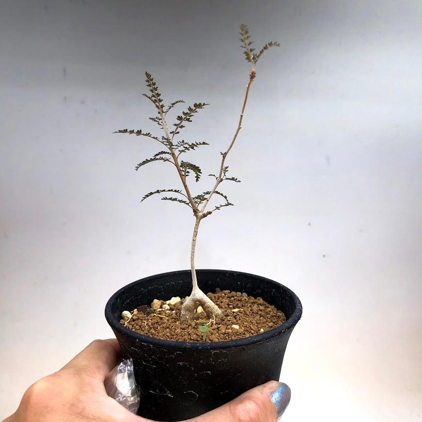 コーデックス：ボスウェリア ソコトラナ*幅8cm 現品 一品限り : 遊恵