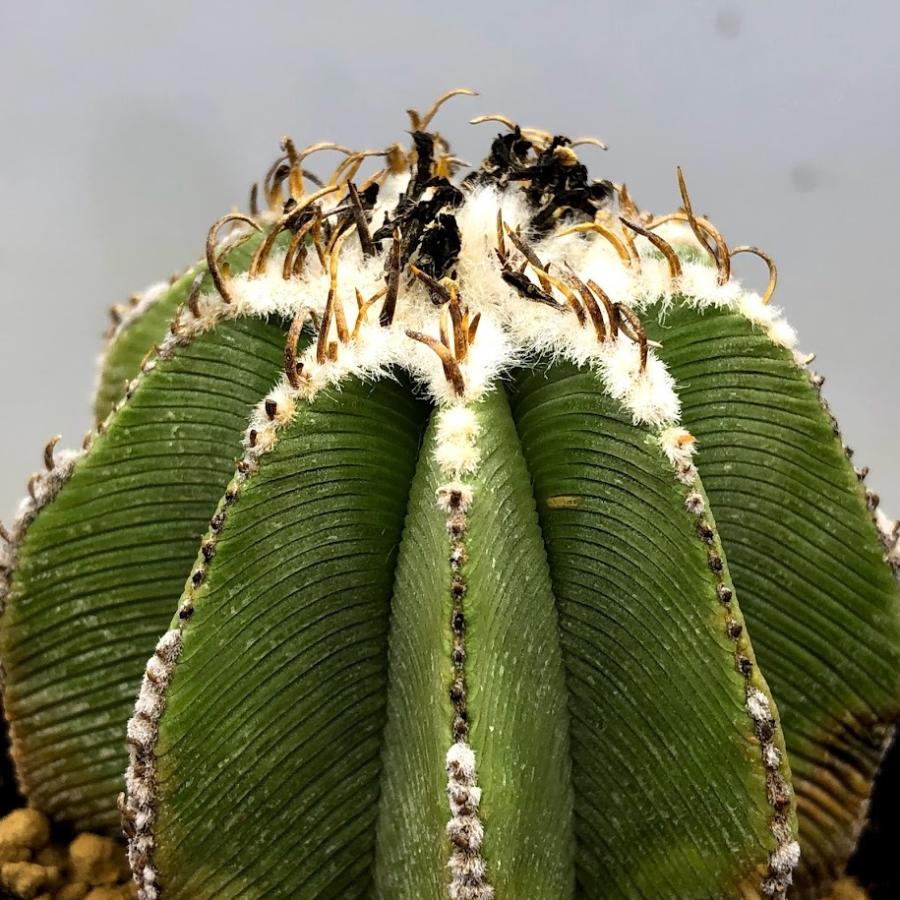 サボテン：アズテキウム ヒントニー 自根*幅6cm 現品 一品限り