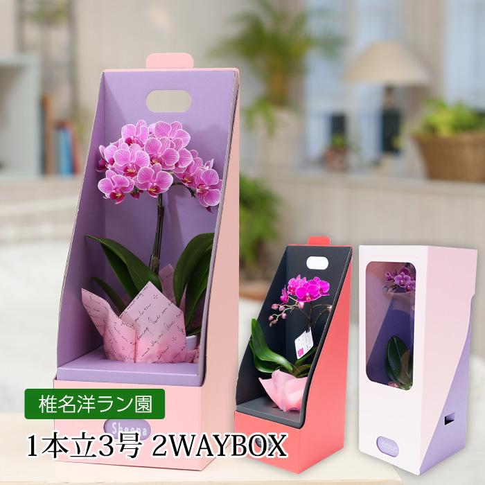 胡蝶蘭 テーブル胡蝶蘭 1本立 3号 2WAYBOX ギフトBOX入 : 産直