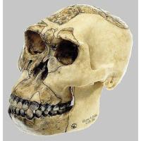 ソムソ 頭蓋骨模型のおすすめ人気商品一覧 通販 - Yahoo!ショッピング