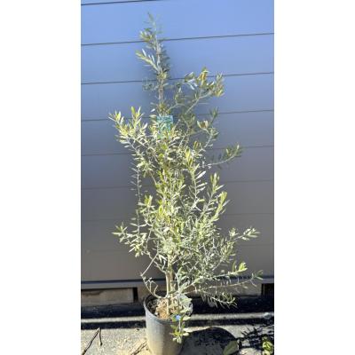 オリーブの木 シプレッシーノのおすすめ人気商品一覧 通販 - Yahoo