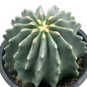 現品】サボテン 王冠竜 8号 黒鉢（1） : 花のアリマツ Yahoo!店 - 通販