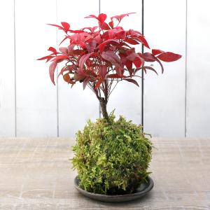 山野草）テンナンショウ（天南星）模様葉ホロテンナンショウ Sサイズ