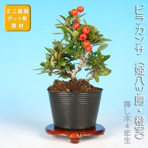 盆栽 ピラカンサ 姫千代田紅 トキワサンザシ 常磐山査子 小品盆栽 ミニ