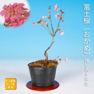 盆栽 桜 神山しだれ桜 サクラ さくら シダレ桜 シダレザクラ
