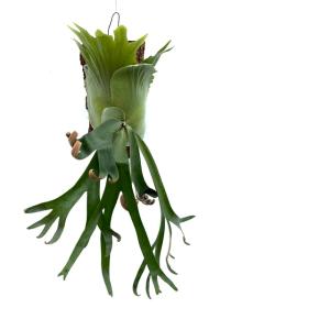 現品) ビカクシダ 'SS Foong' (TC) (No.40688) (コウモリラン 観葉植物