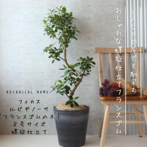 FlowerKitchen 観葉 曲がり仕立て フィカス ベンガレンシス オードリー