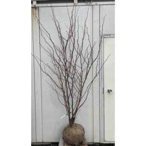 フェイジョア 株立ち 約1.5m 現品発送 植木 苗木 大苗 常緑樹 シンボル