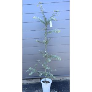 鉢植えミモザアカシア 約1.9m 現品発送 特大株 植木苗木 ギンヨウ