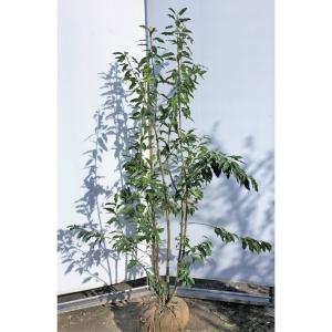 オリーブの木 シプレッシーノ 約2m 特大植木苗木 規格販売 お買い得