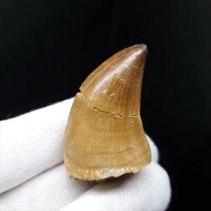 モササウルス 化石 歯 本物 モロッコ産 27.67mm プレゼント ギフト