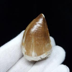 モササウルス 化石 歯 本物 モロッコ産 27.67mm プレゼント ギフト