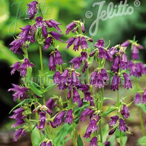 日本花キ流通 予約販売 宿根フロックス 苗 バレンチナ 9cmポット