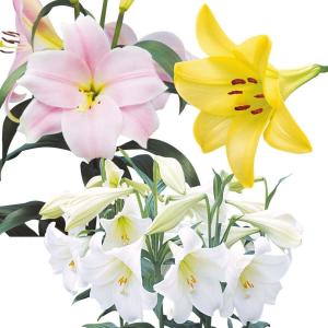 ユリ 球根 オリエンタルリリー 超大人気 大球 カサブランカセット 4種