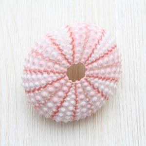 ウニ殻（茶・緑系） 貝殻 約7〜8cm 標本 インテリア 天然