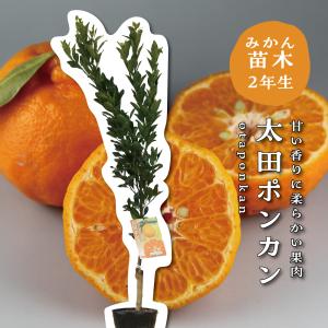 日本花キ流通 マンゴー 苗 紅龍 6号鉢 送料無料 アップルマンゴー 接木