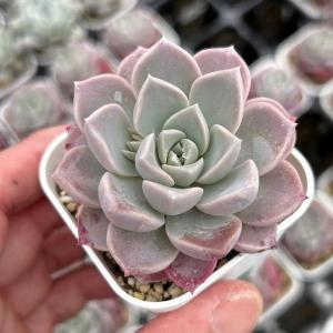 多肉植物 エケベリア モンロージェネレーション5 7.5cmポット苗