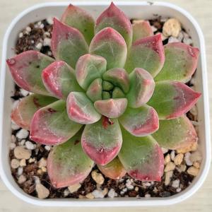 多肉植物 エケベリア モンロージェネレーション5 7.5cmポット苗