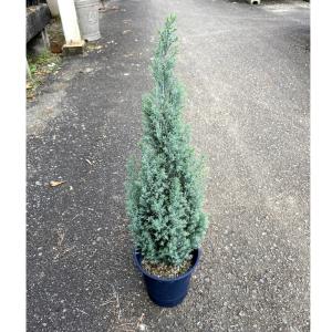 ムーングロー 10号 コニファー 観葉植物 インテリア 鉢植え