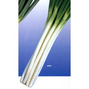 ねぎ 羽緑一本太葱ペレット種子 5000粒 （株）トーホク : グリーン