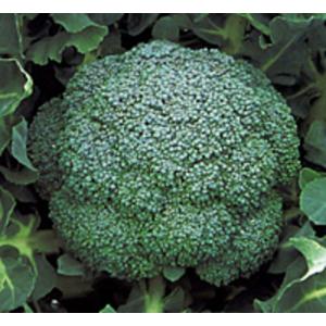 SK9-099 ブロッコリー種子 ペレット5000粒 【野菜種子】【サカタのタネ