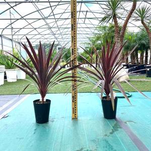 ディクソニア・アンタルクティカ ヘゴシダ ベアルート 観葉植物 お祝