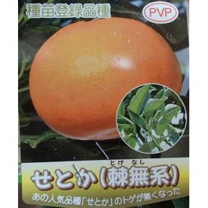 ブラッドオレンジ 苗 【ブラッドオレンジ タロッコ】 3年生 接ぎ木 約
