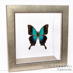 昆虫標本 蝶の標本 オオクジャクアゲハ メタリック調ライトフレーム