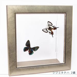昆虫標本 蝶の標本 オーロラモルフォ メタリック調ライトフレーム