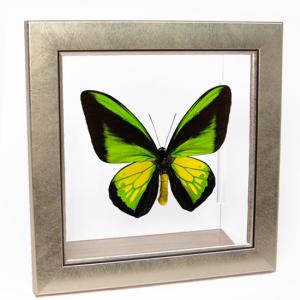 昆虫標本 蝶の標本 ヘリボシアオネアゲハ メタリック調ライトフレーム