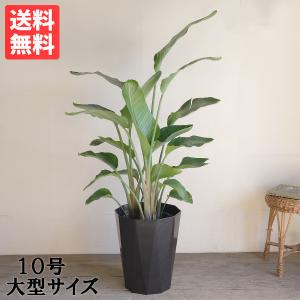 ストレリチア・オーガスタ 8号 「3株植え」 ホワイトスクエア陶器鉢