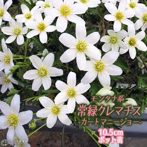 クリスマスローズ開花株 SDプリマヴェーラ 280 現品限り : 金井園芸