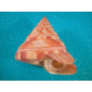 アンシュウオキナエビス : 貝殻ストア - 通販 - Yahoo!ショッピング