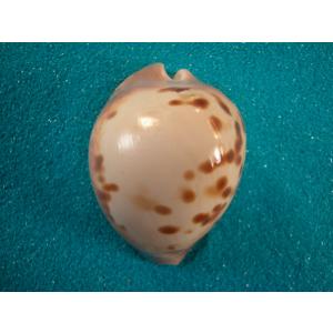 ブランデーガイ : 貝殻ストア - 通販 - Yahoo!ショッピング