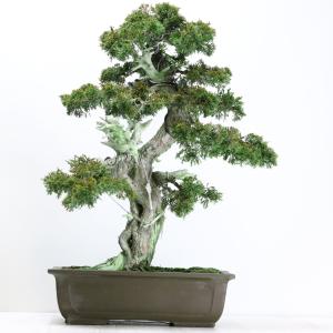 大品盆栽：極上糸魚川真柏 現品 しんぱく シンパク Shinpaku 送料無料