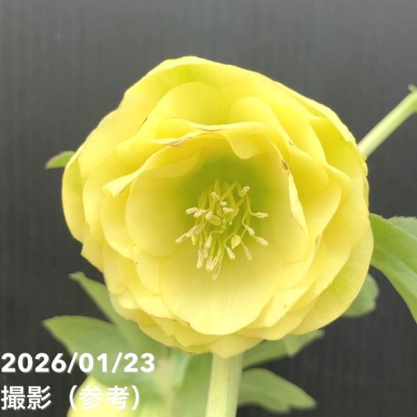 お買い得一点物咲き進み株】加藤農園 クリスマスローズ グロッシー