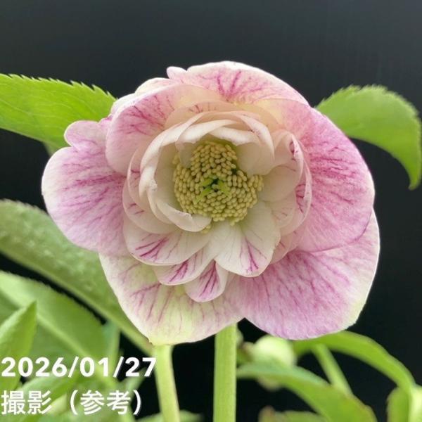 お買い得一点物咲き進み株】加藤農園 ソフトグラデーションクリスマス