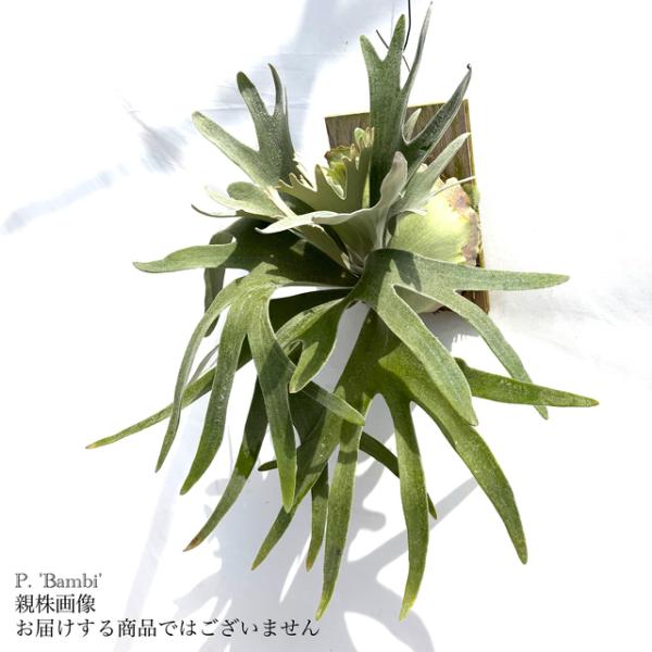 現品) ビカクシダ 'バンビ' (pup) (No.41023) (コウモリラン 観葉植物