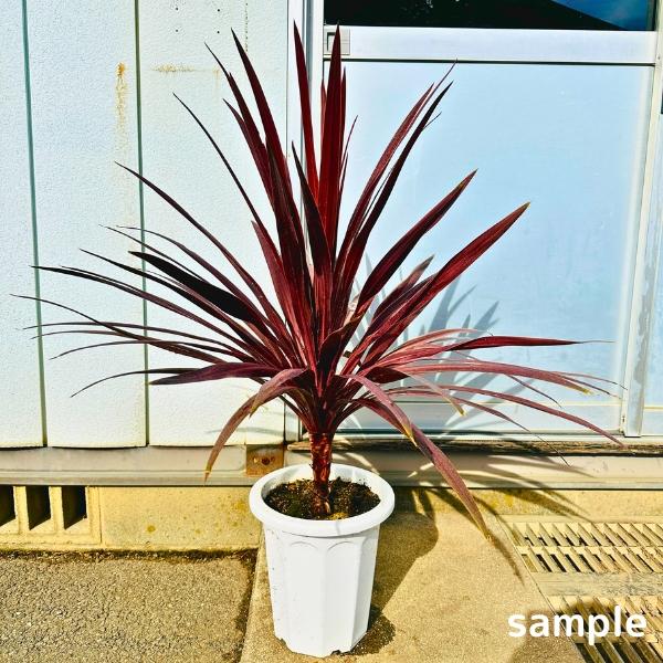 コルジリネ コルディリネ レッドスター 8号 樹高1.0m前後(鉢底から) 苗