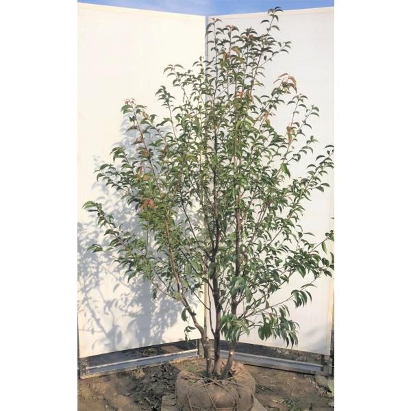 常緑エゴノキ 株立ち 約1.8m 現品発送 トキワエゴ 常緑樹 : 大福樹苗園