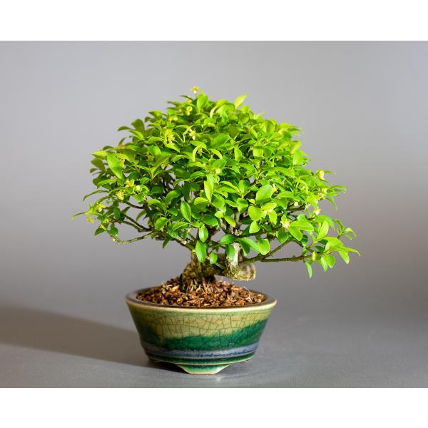 盆栽 コマユミ盆栽（こまゆみ・ミニ 小葉性小真弓盆栽）小品盆栽 4238