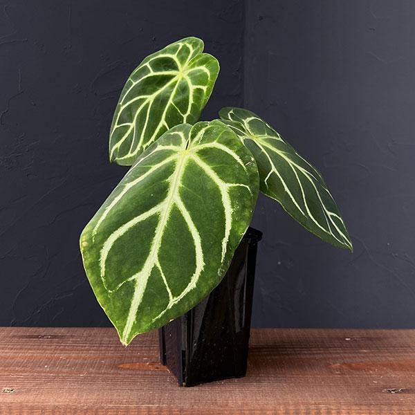 観葉植物 （わけあり特価）アンスリウム ドラヤキ×クリスタリナム 3.5