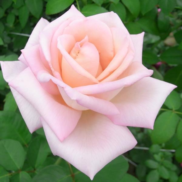 日本花キ流通 予約販売 バラ 苗 バラ 新苗 大輪 コンフィダンス 木立性