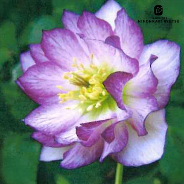 クリスマスローズ苗 ダブル ピコティ 杉山交配 9cmポット 宿根草