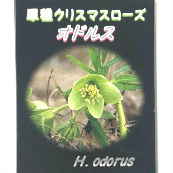 日本花キ流通 原種クリスマスローズ苗 オドルス 実生苗 9cmポット 香り